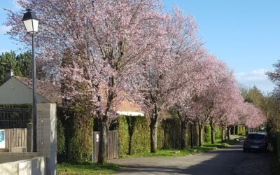 LES PRUNUS                                                                                      DE LA RUE DE LA JEUNESSE